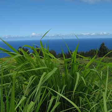 View Hawaii