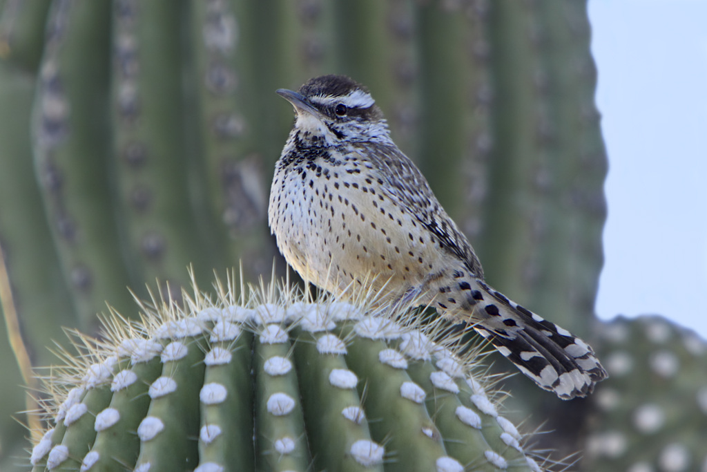 Cactus Wren