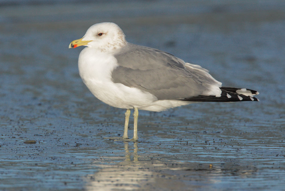 California Gull