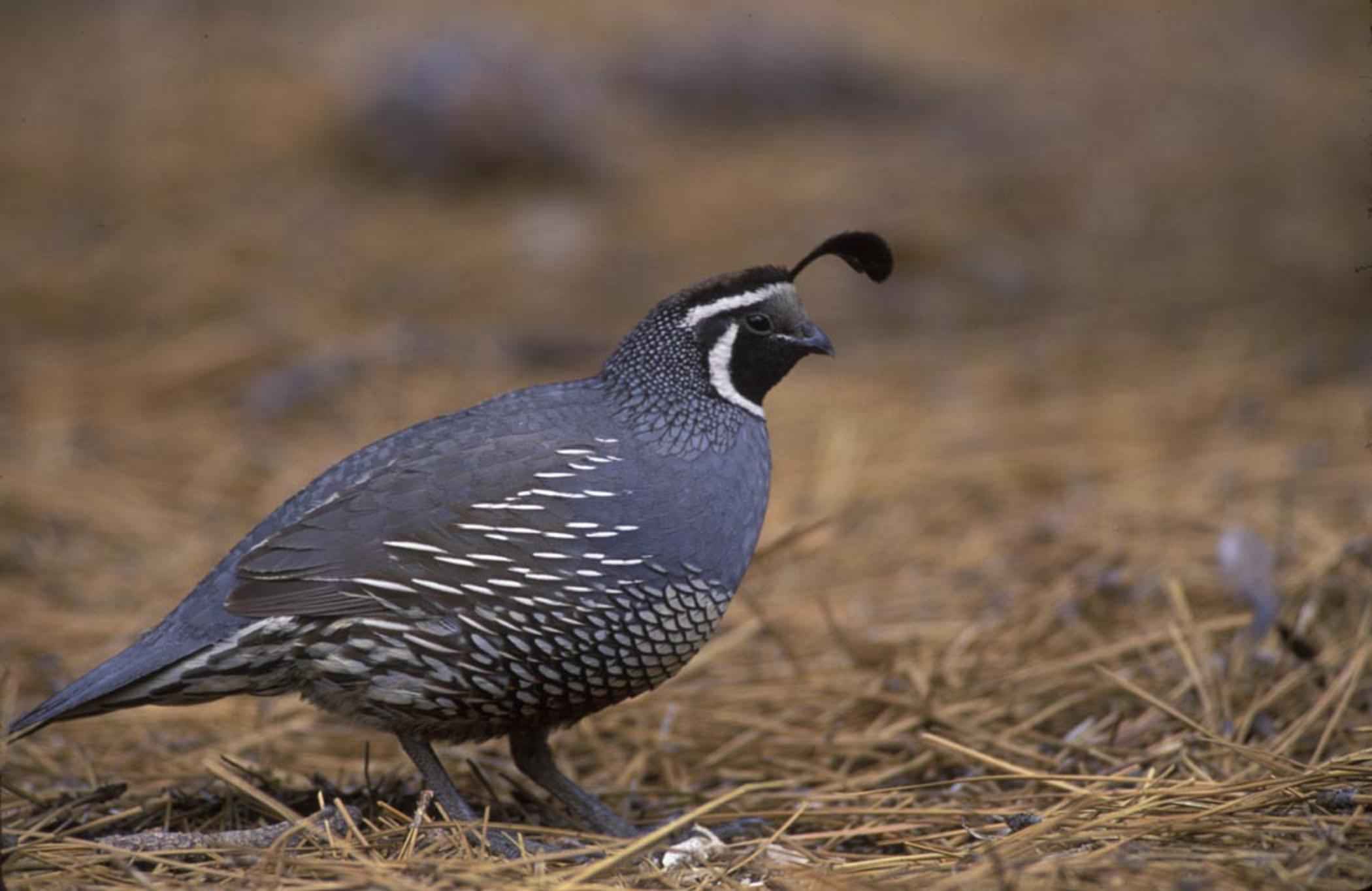 California Valley Quail