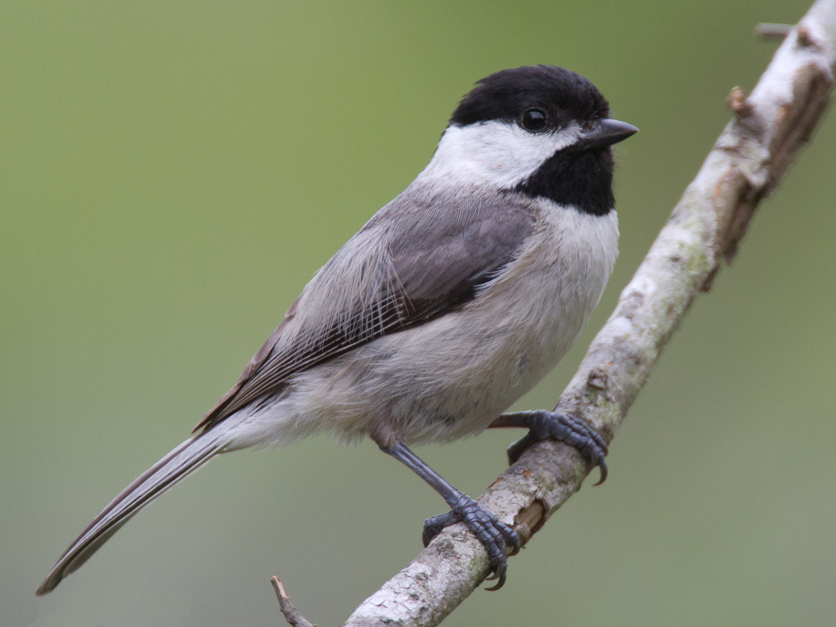 Chickadee