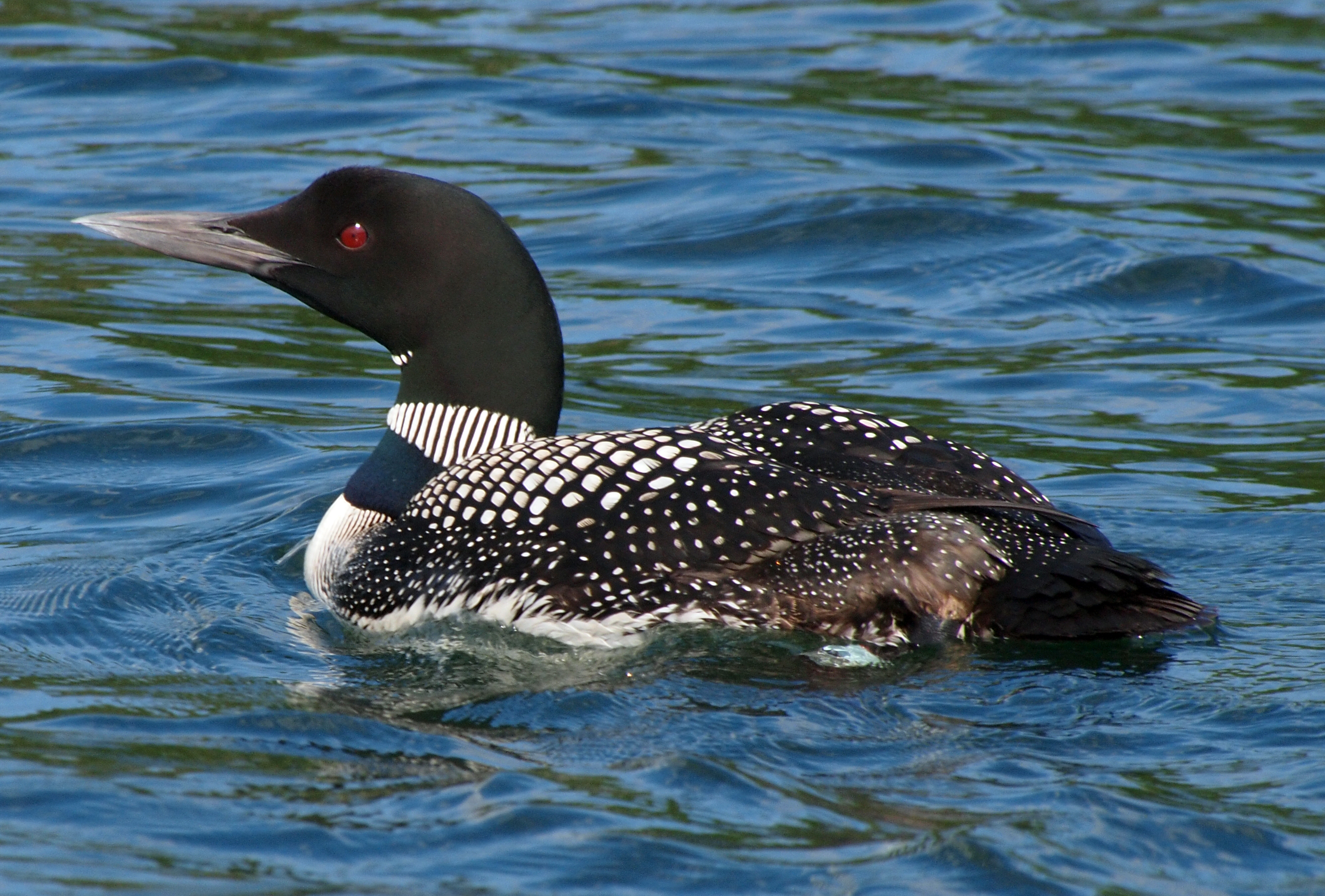 Common Loon