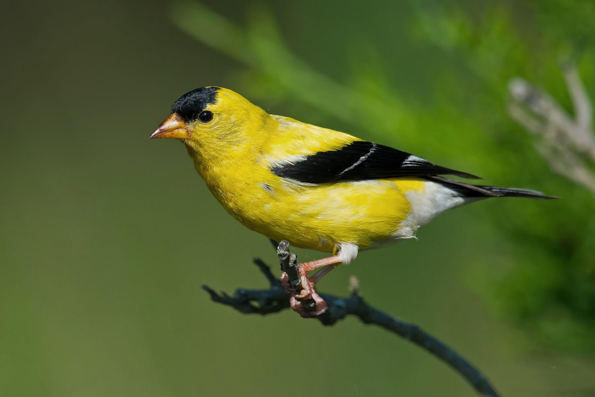 Eastern Goldfinch