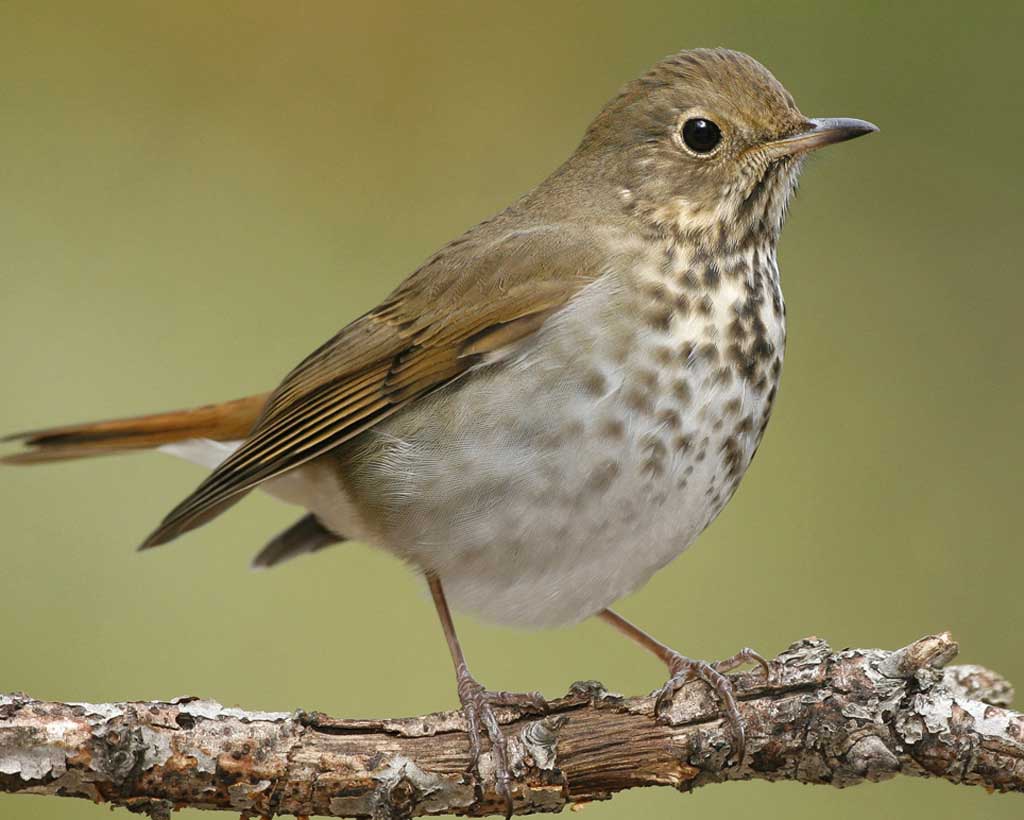 Hermit Thrush