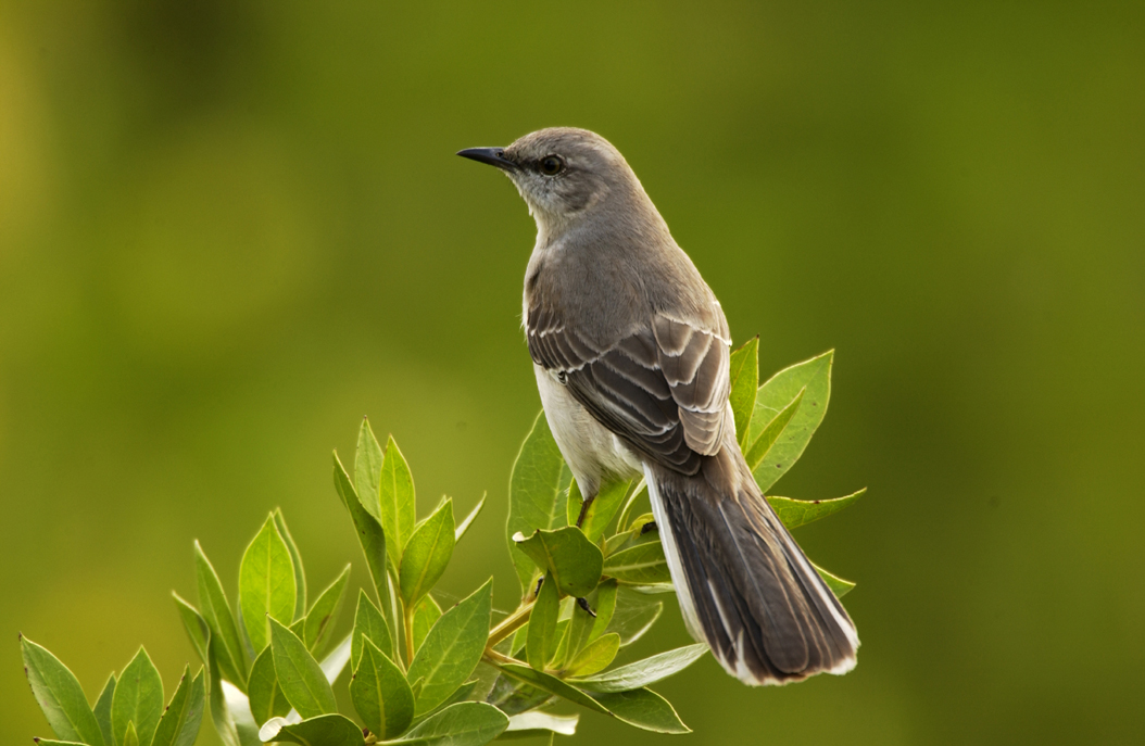 Mockingbird