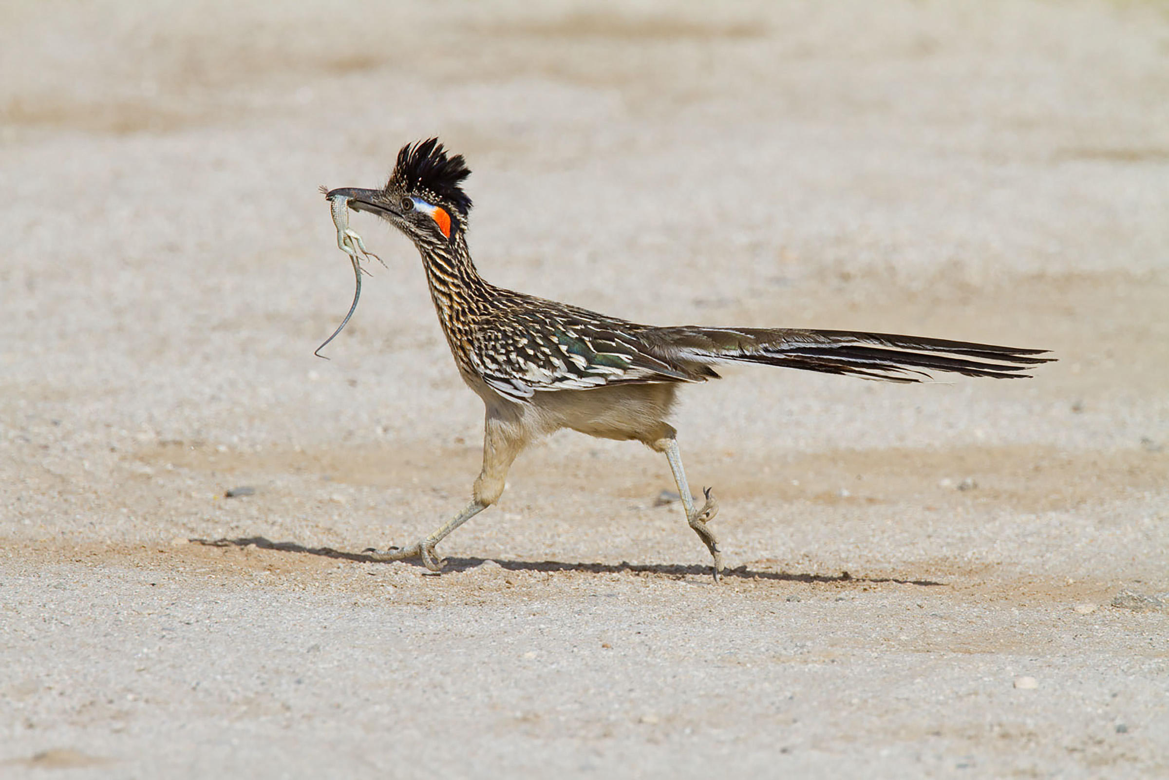 Roadrunner