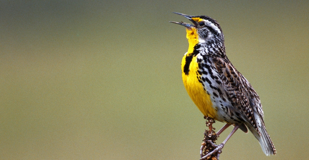 Western Meadowlark