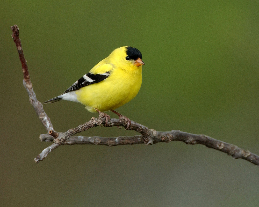 Willow Goldfinch