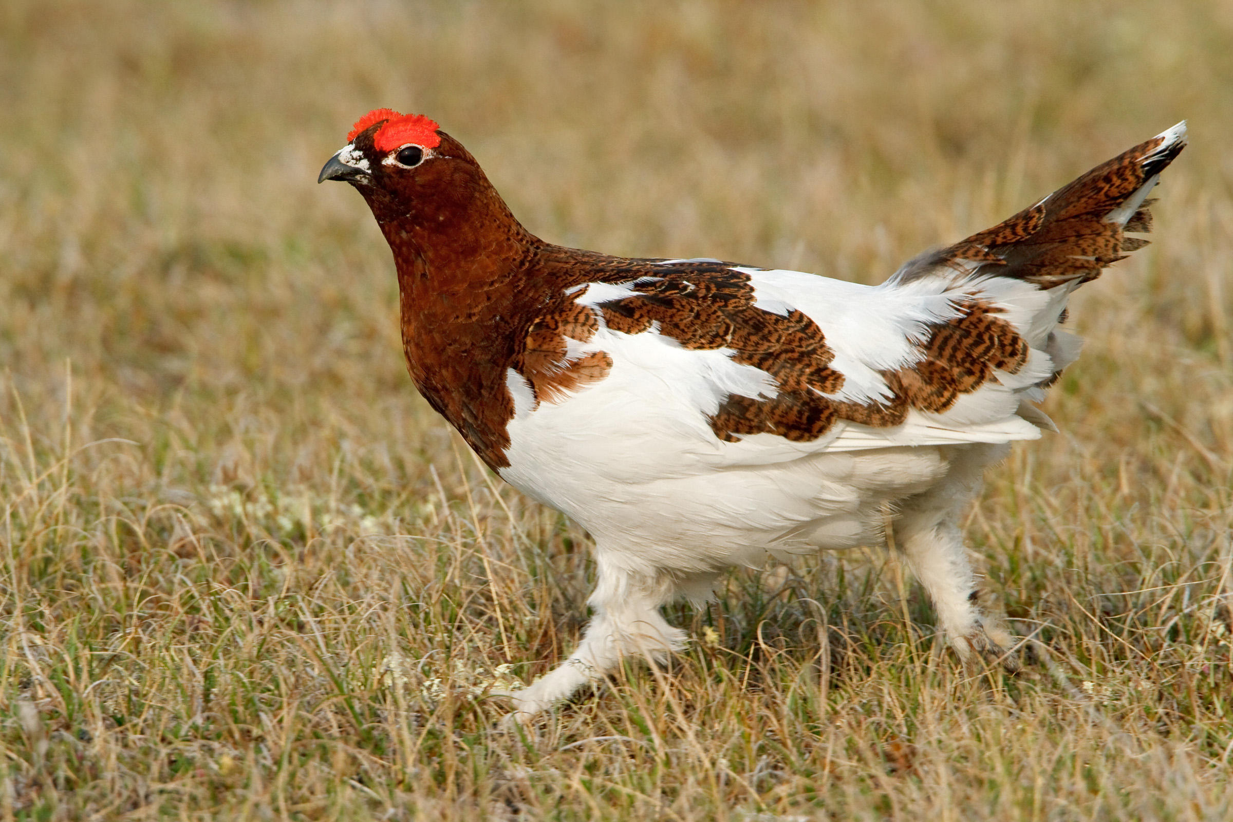 Willow Ptarmigan