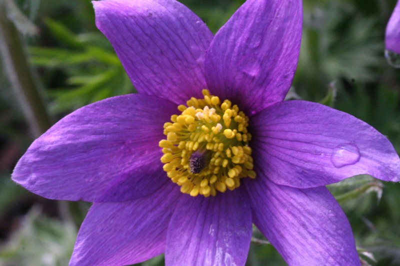 American Pasqueflower