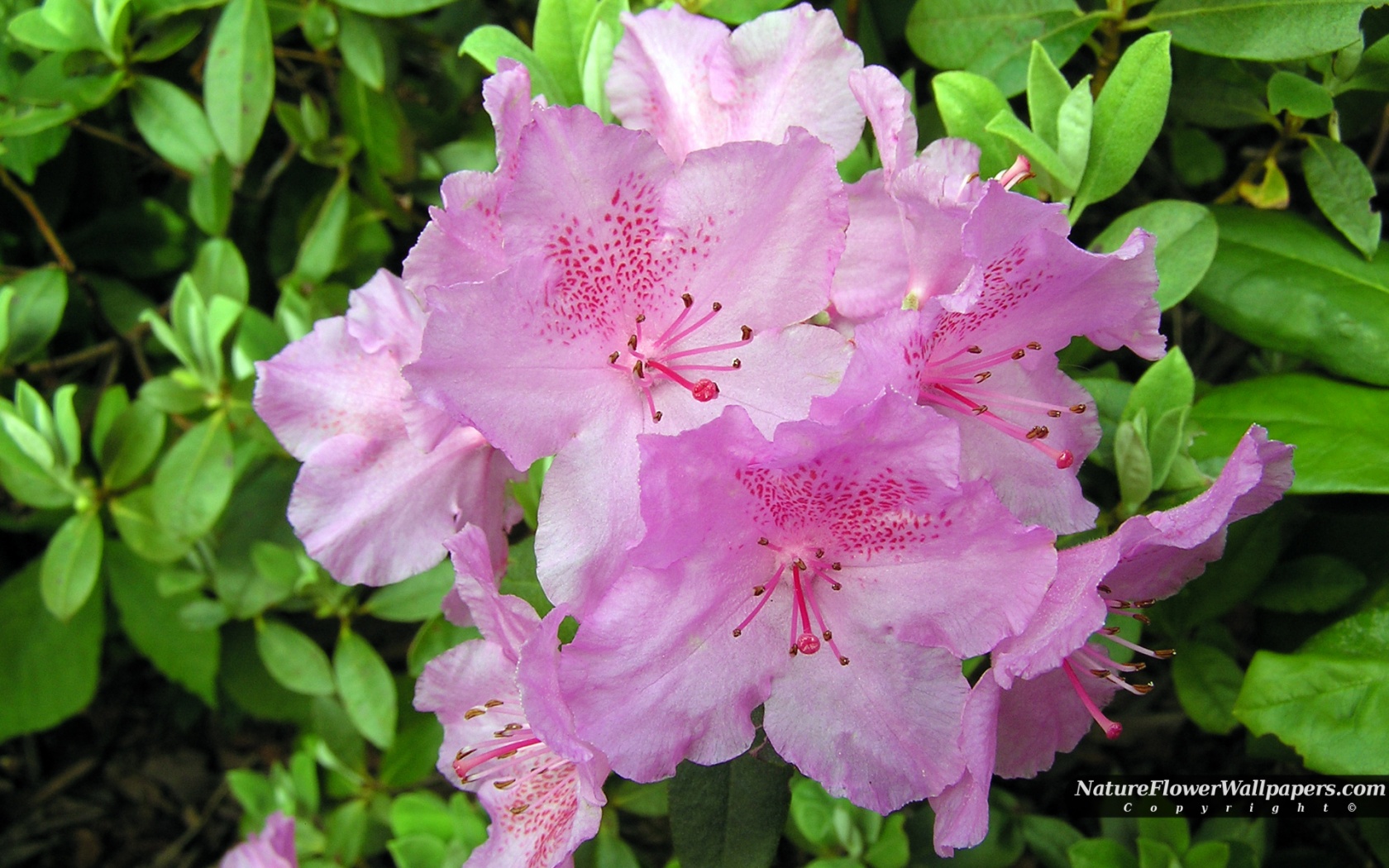 Big Rhododendron