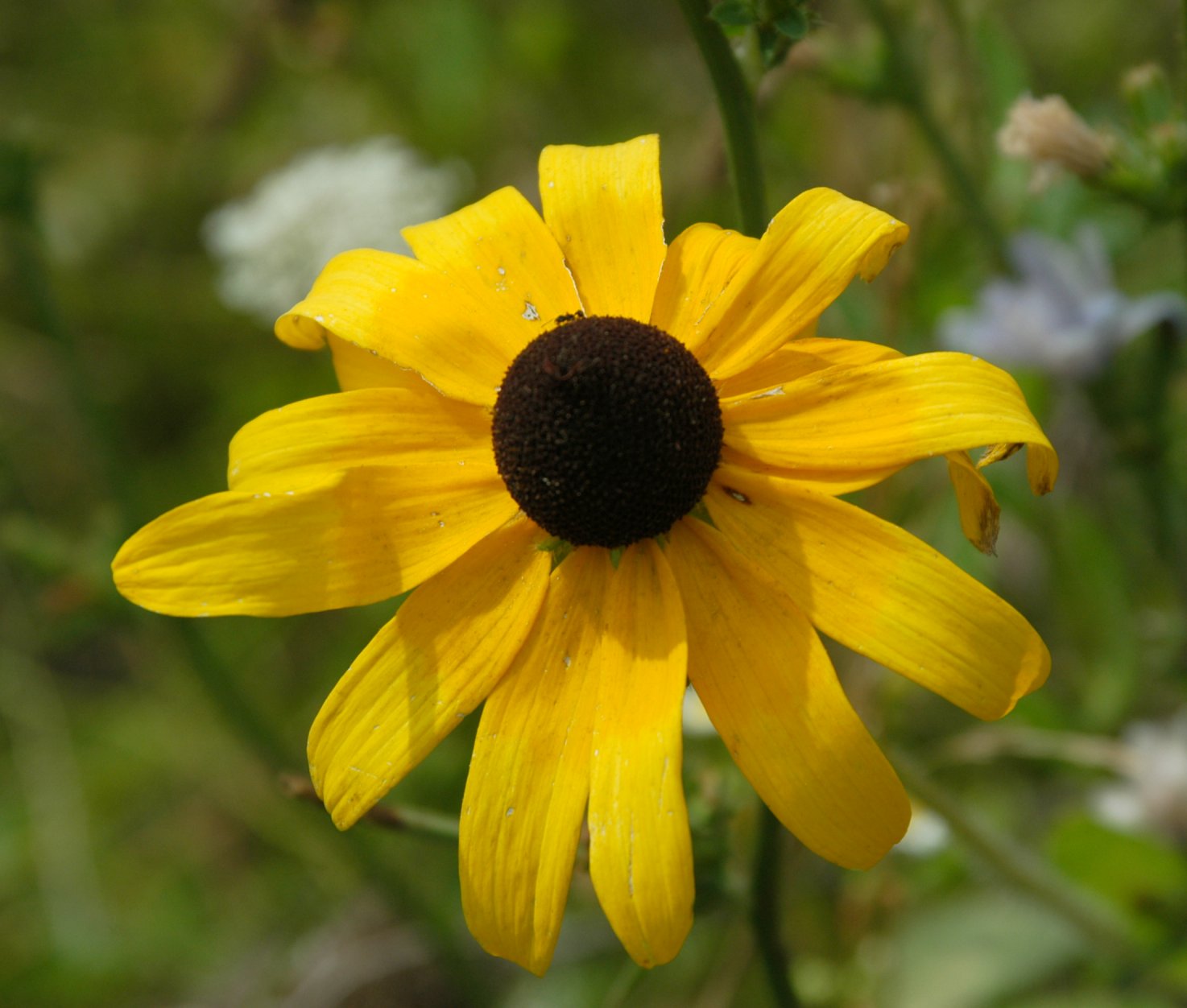 Black-Eyed Susan