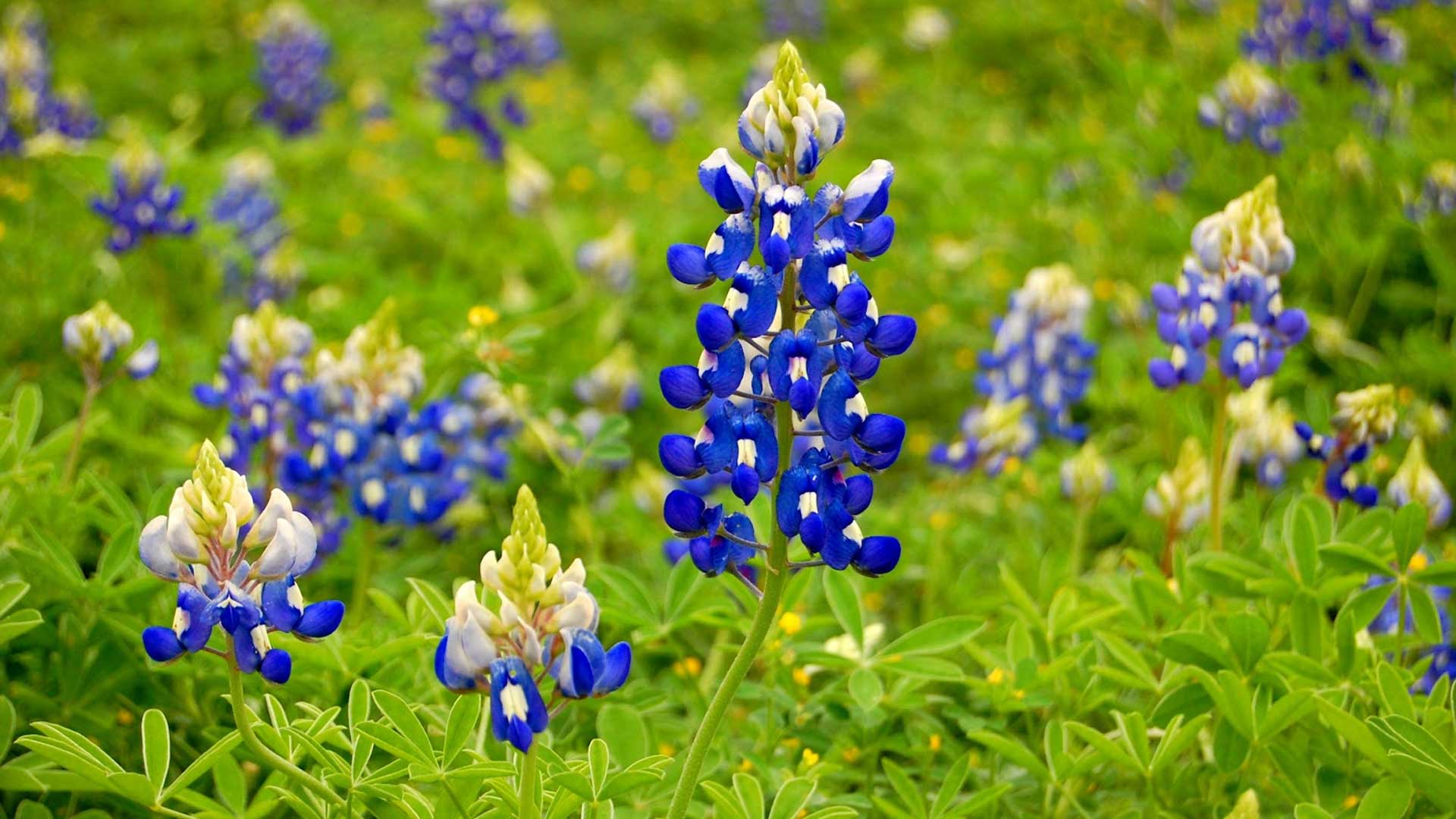 Bluebonnet