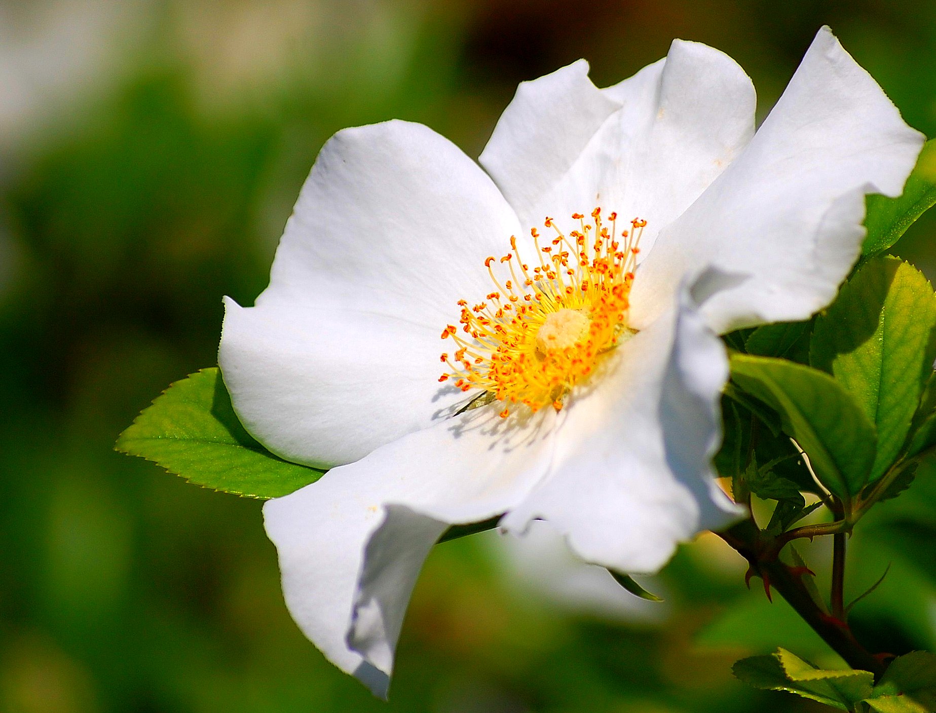 Cherokee Rose