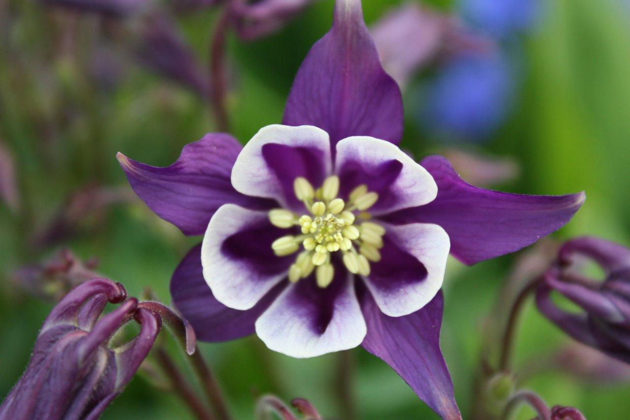 Columbine