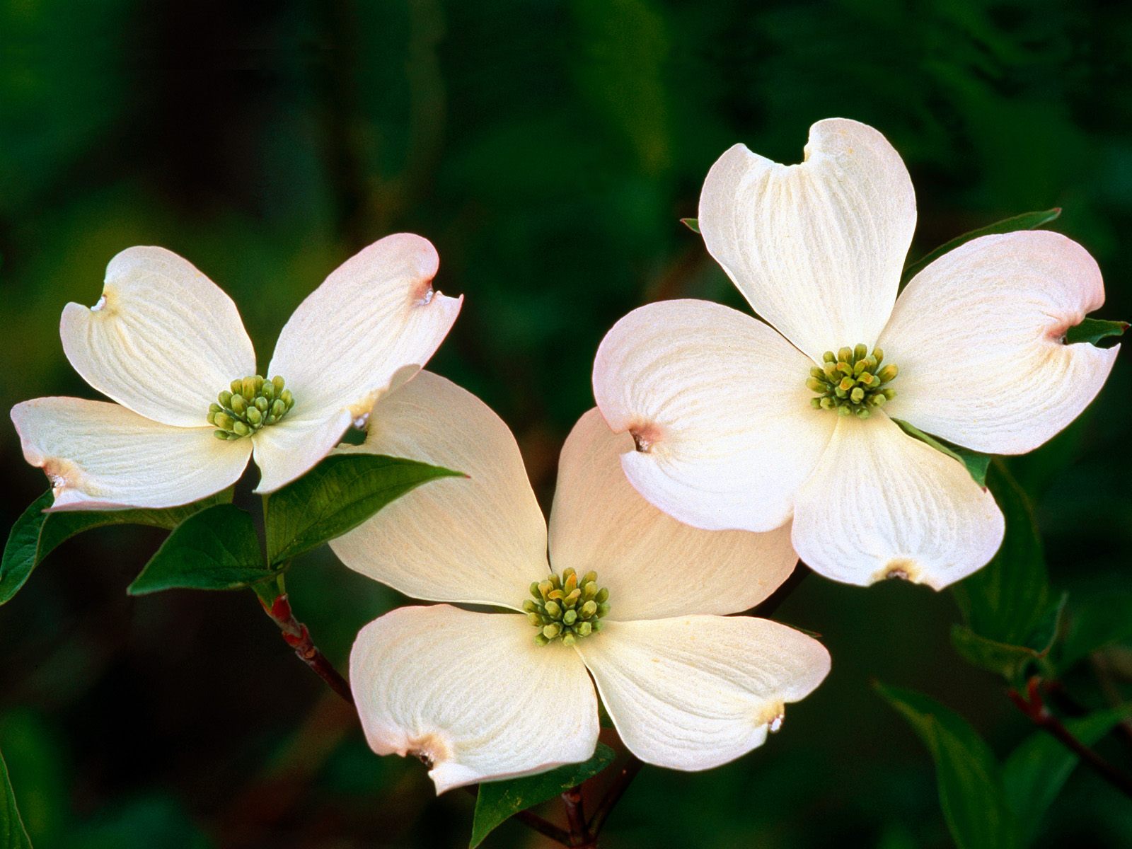 Dogwood