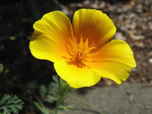 Golden Poppy