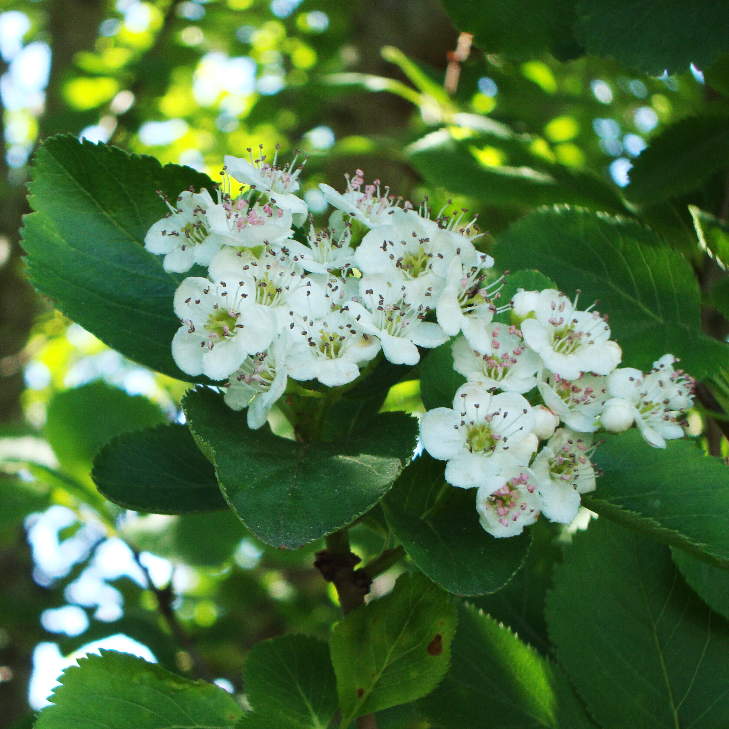 Hawthorn