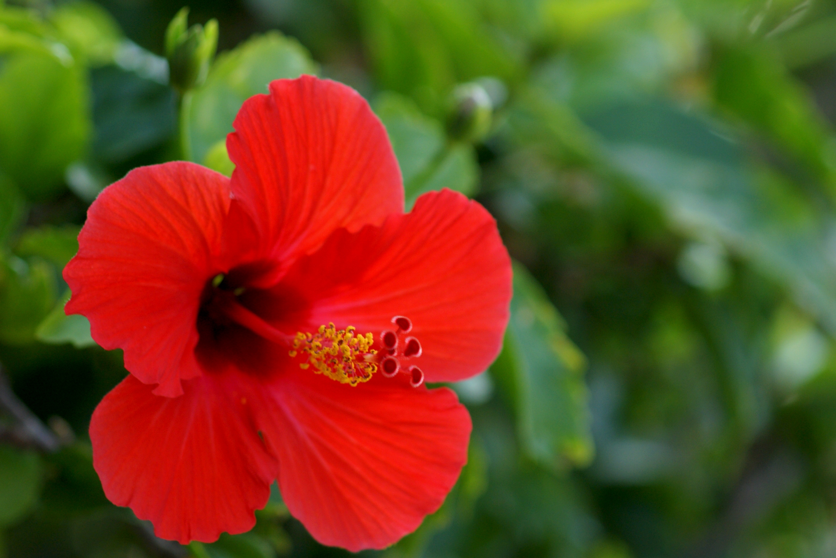 Hibiscus