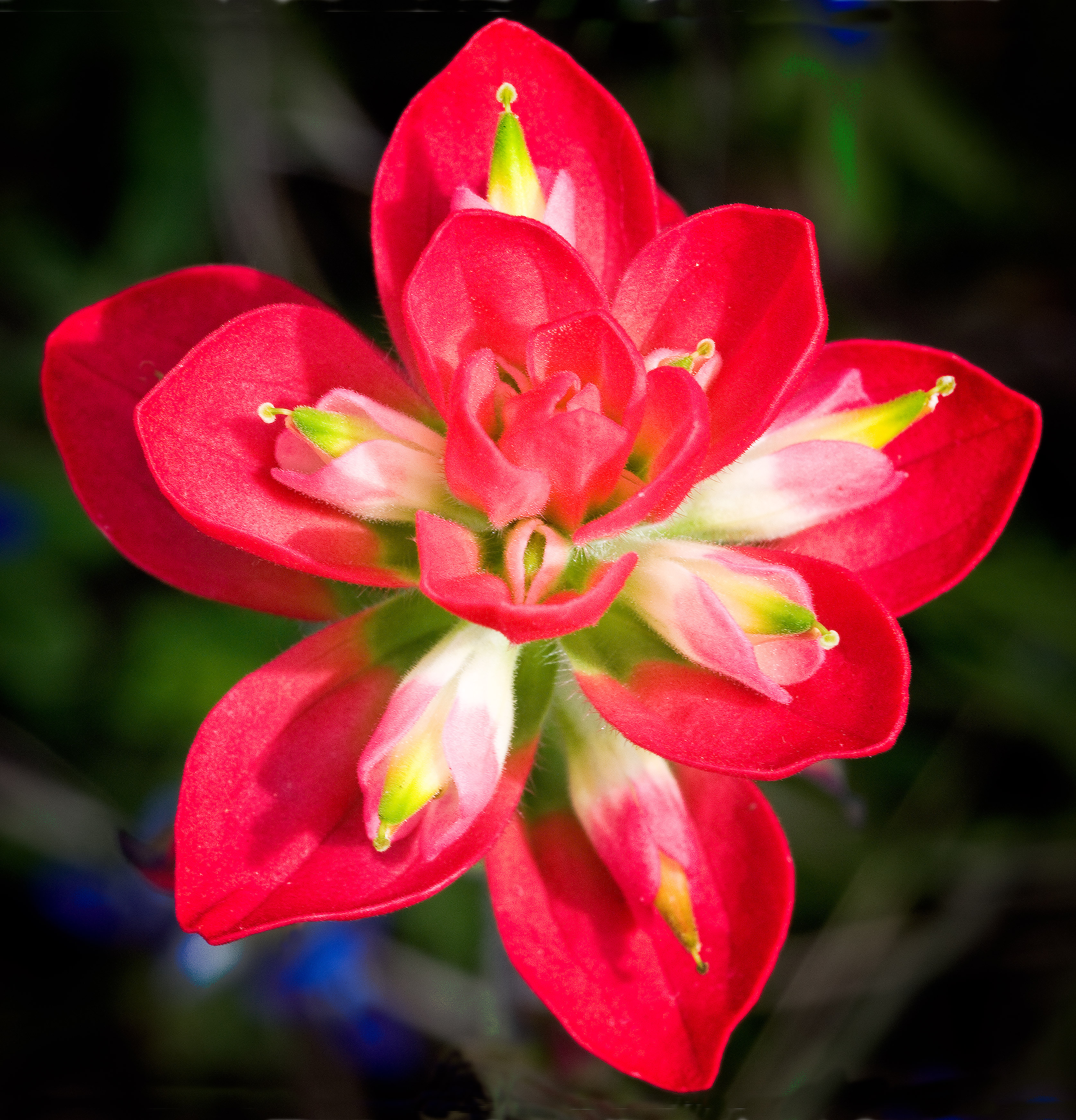 Indian Paintbrush