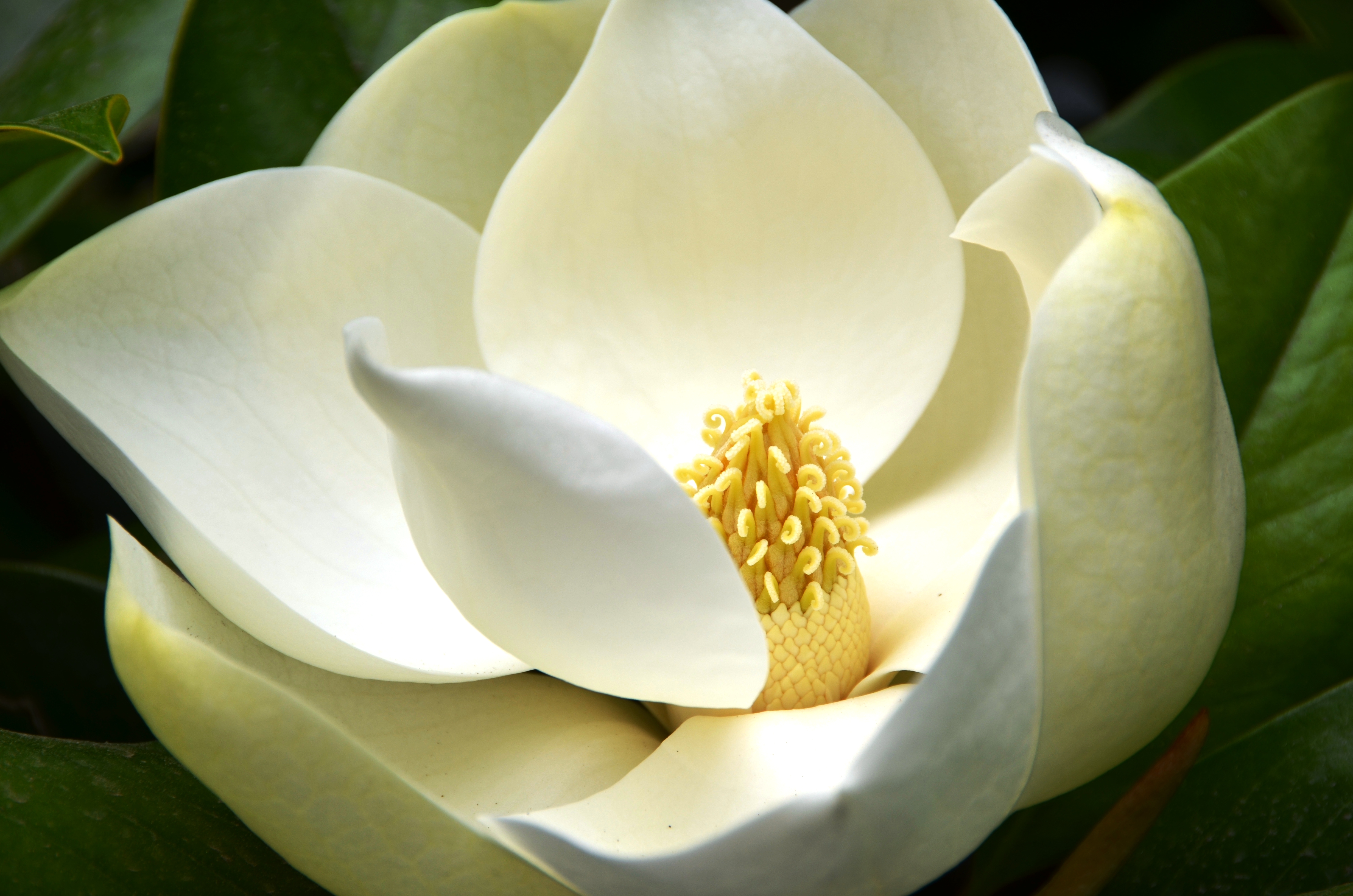 Magnolia