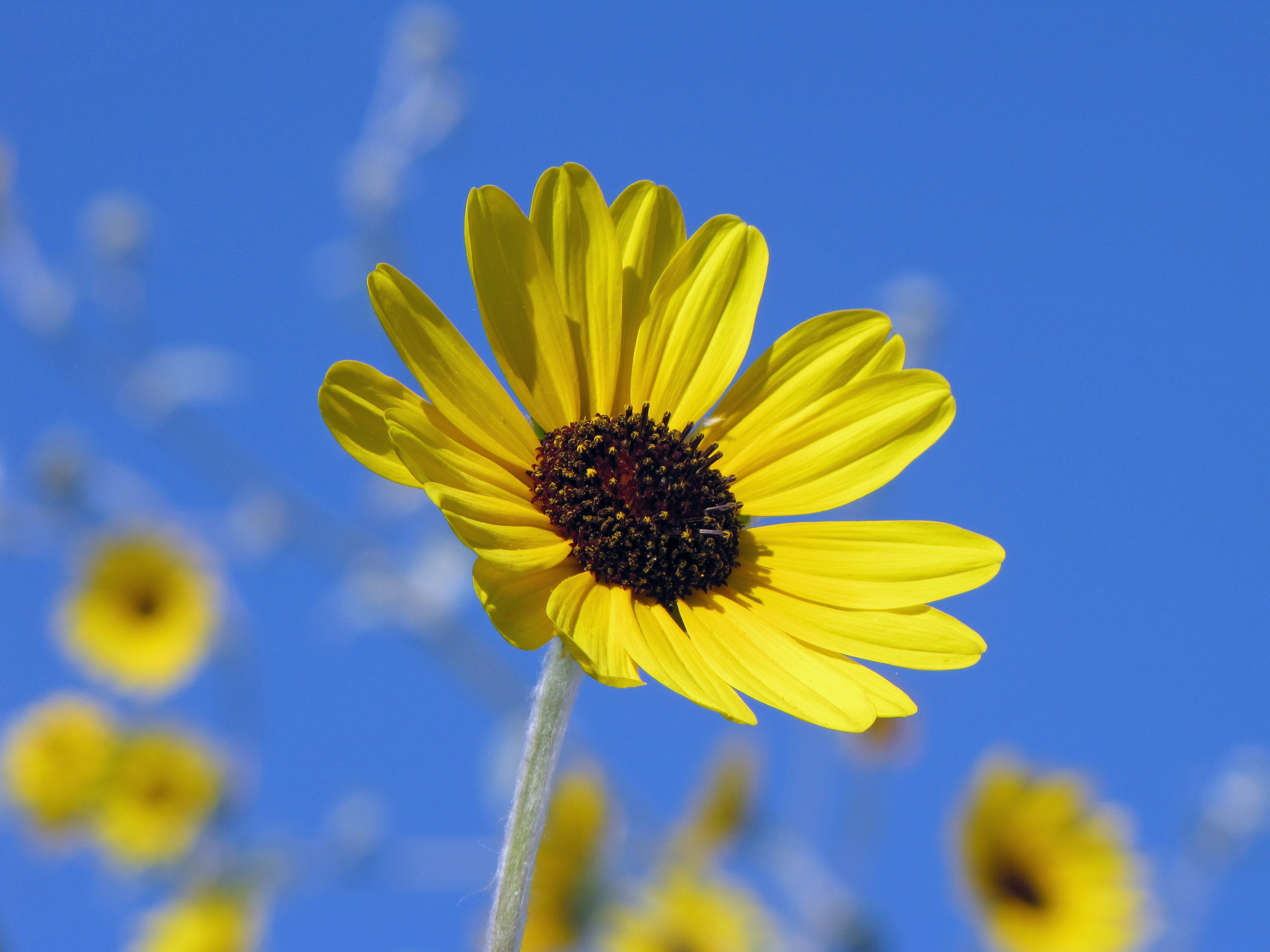 Native Sunflower