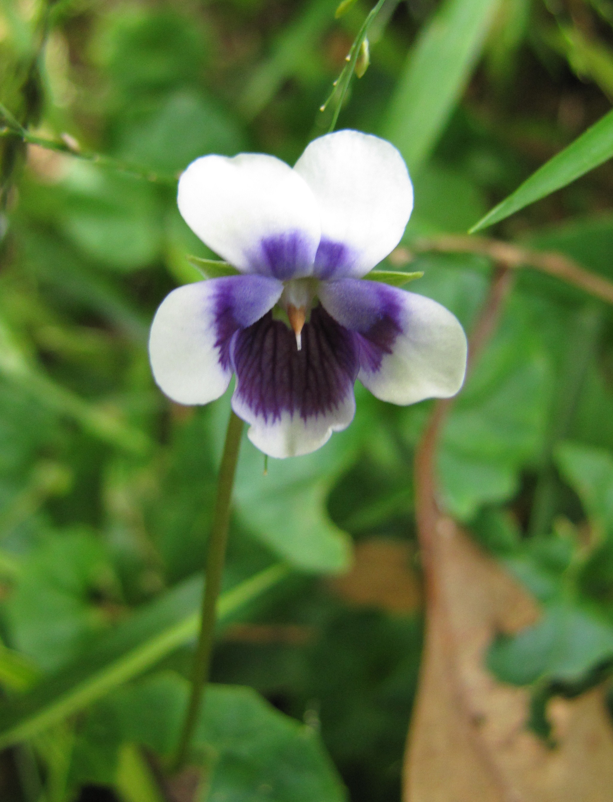Native violet