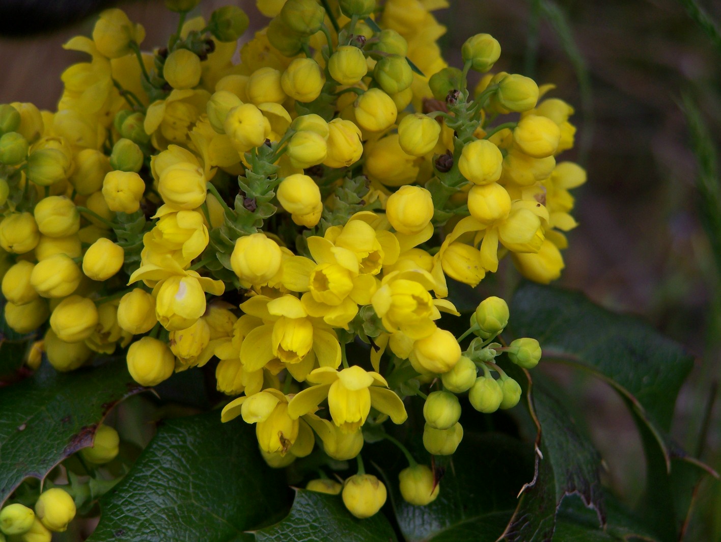 Oregon Grape