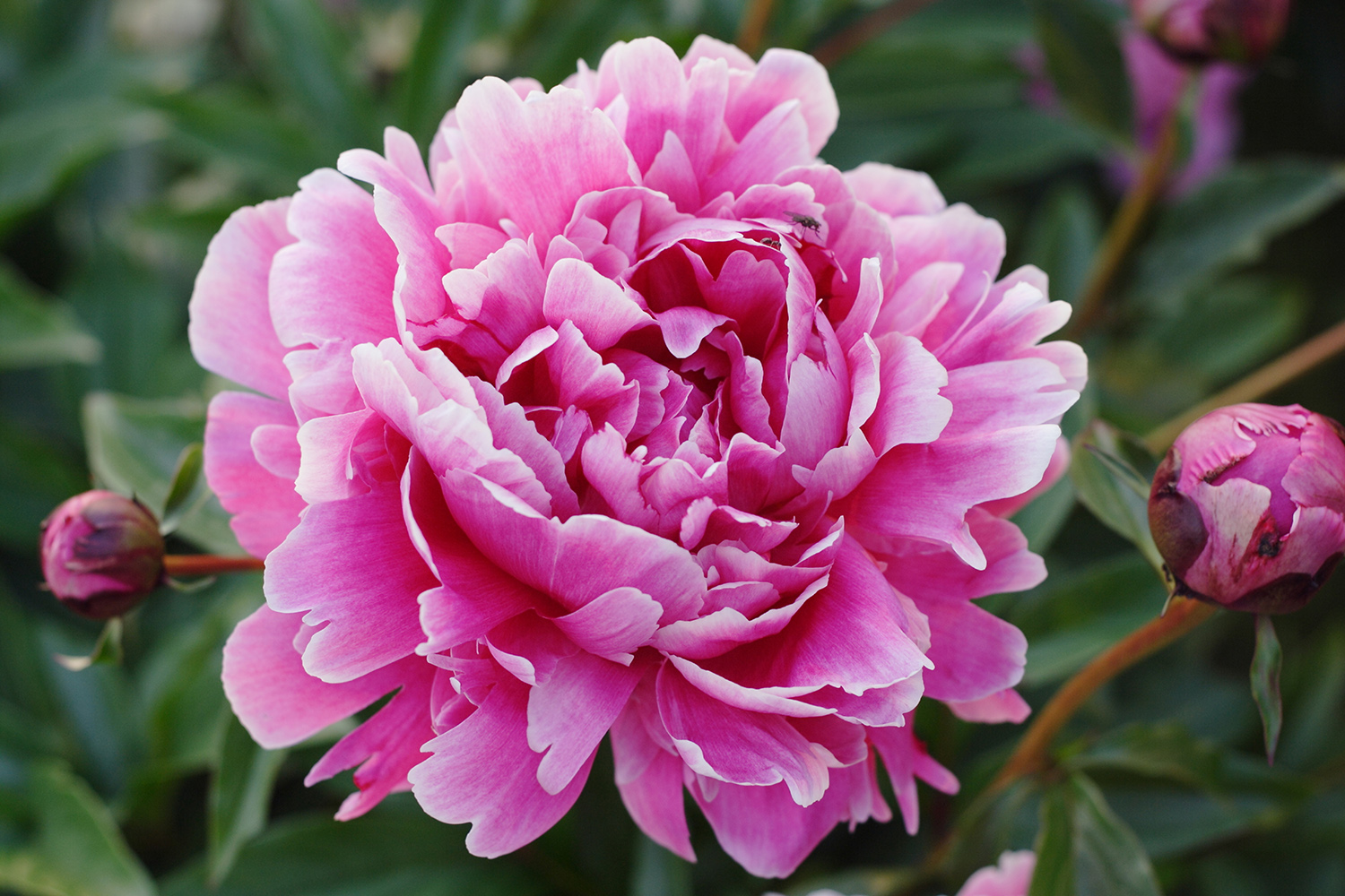 Peony