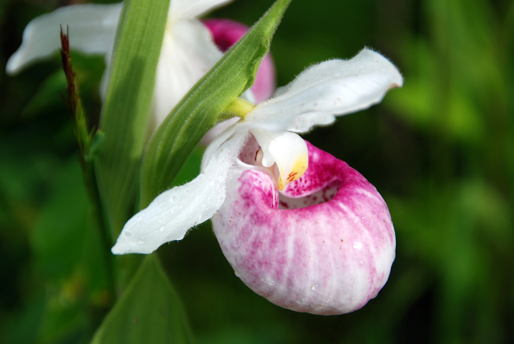 Pink & White Lady's Slipper