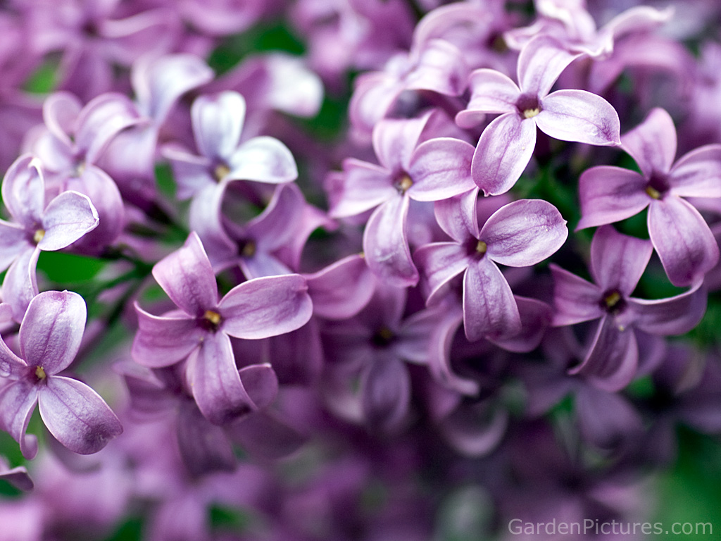 Purple Lilac