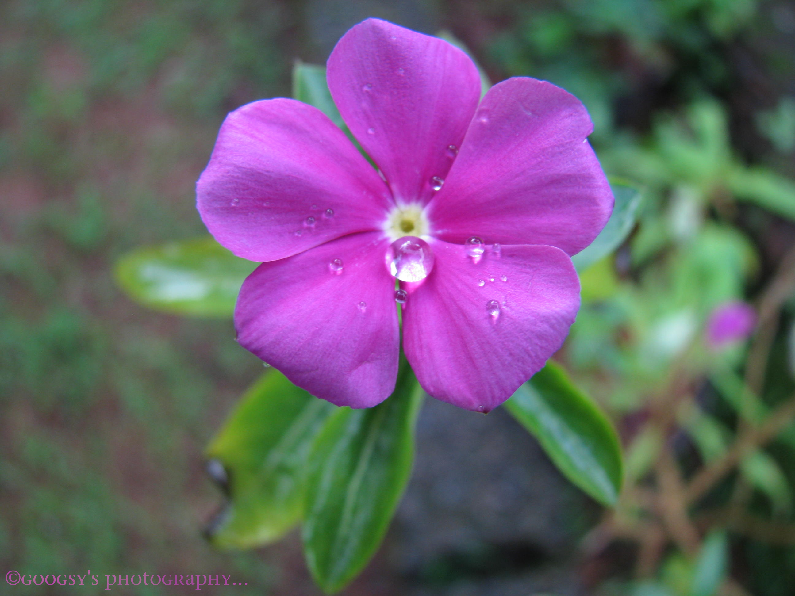 Purple Violet