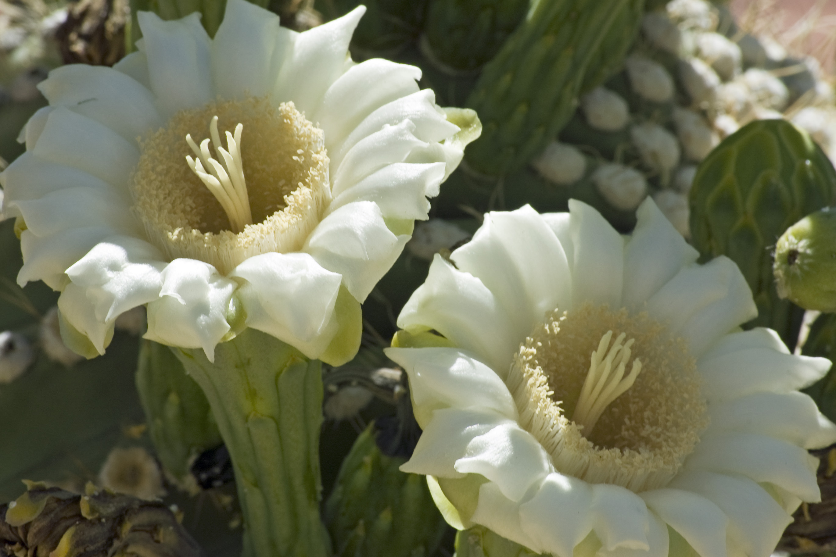 Saguaro Cactus Blossom