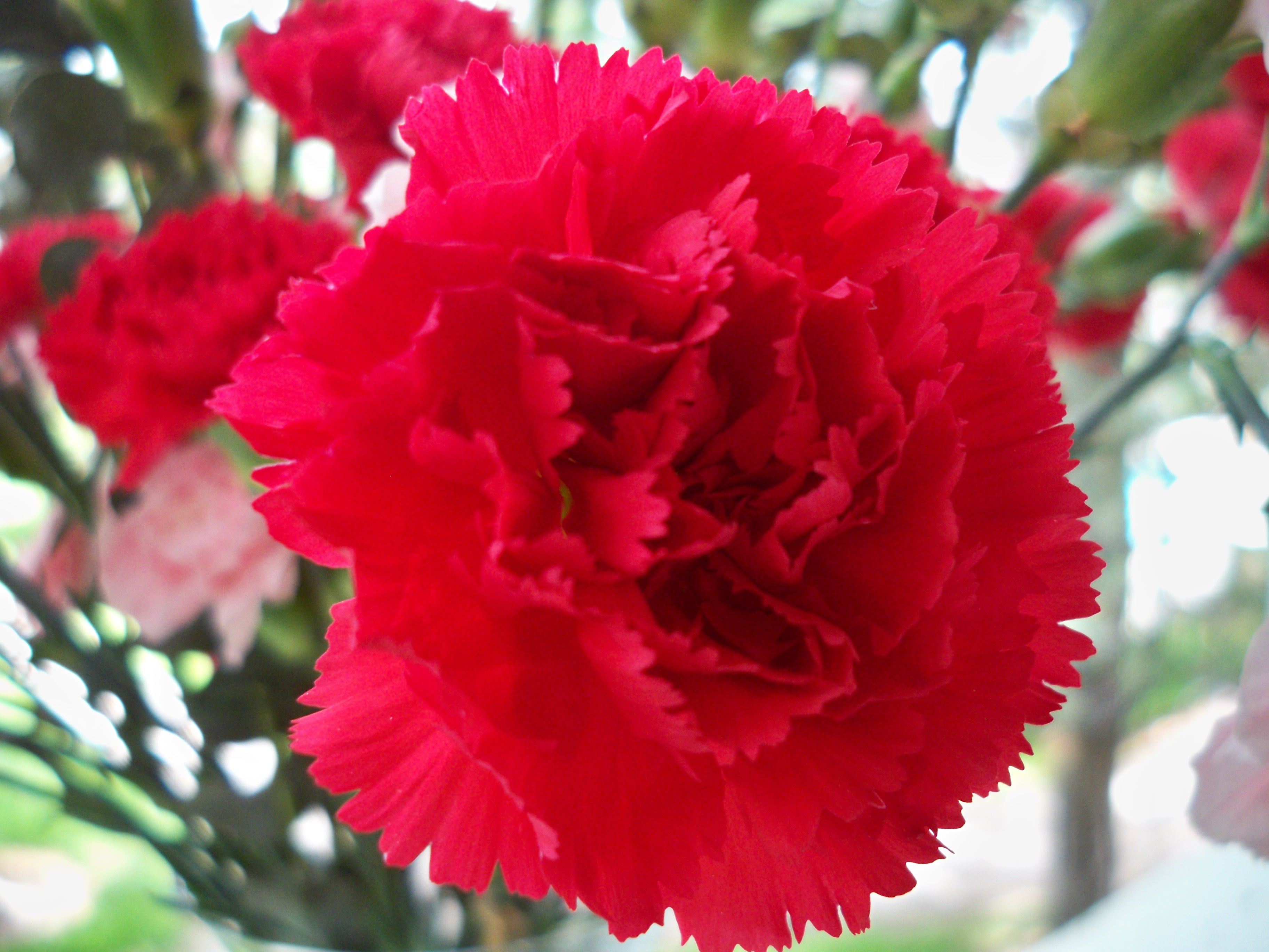 Scarlet Carnation