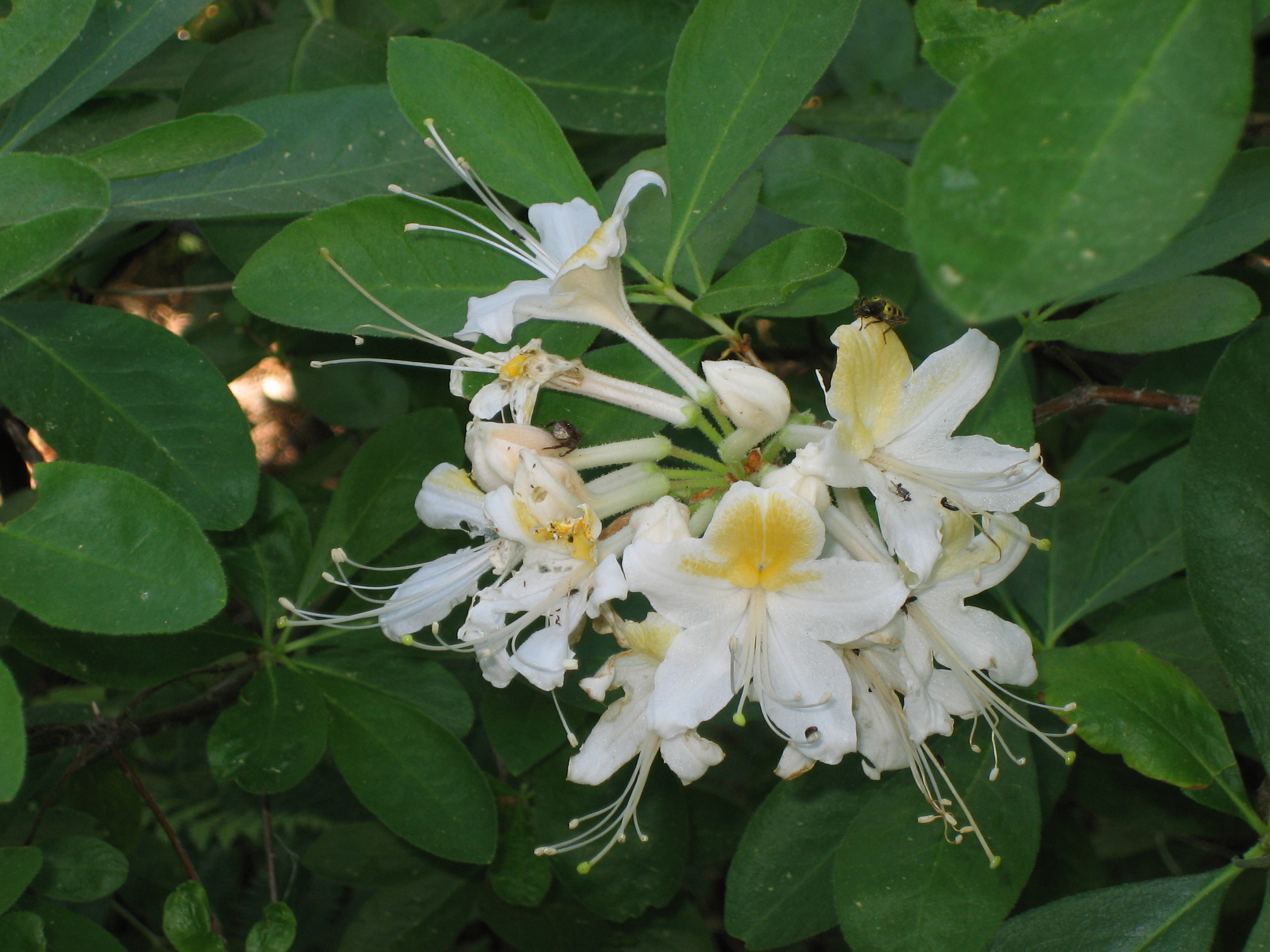 Western Rhododendron