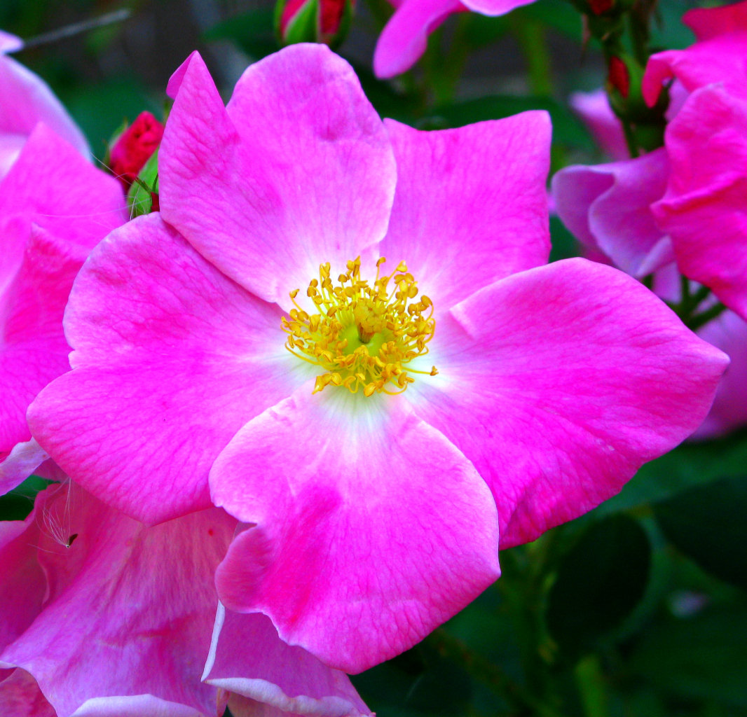 Wild Prairie Rose