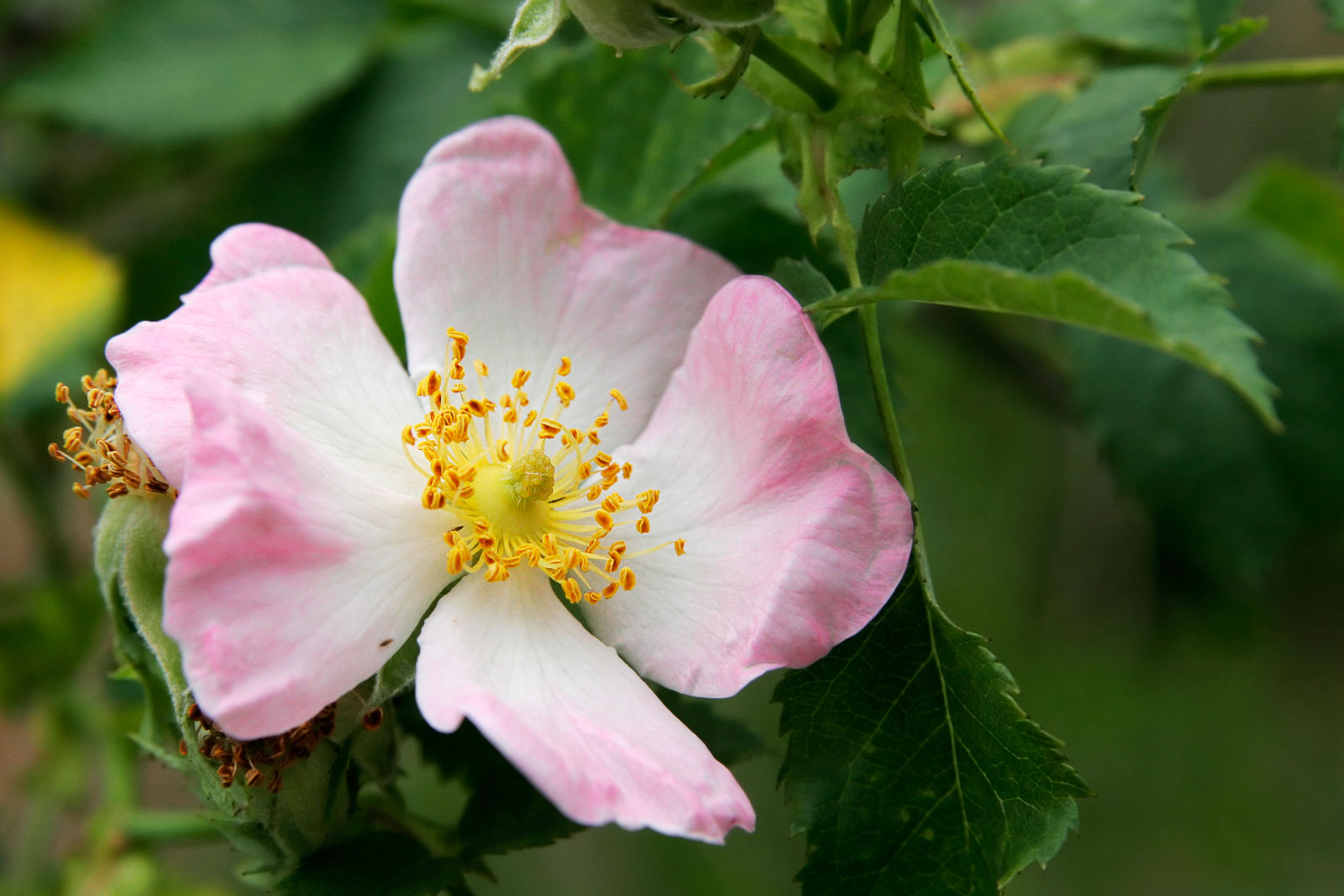 Wild Rose