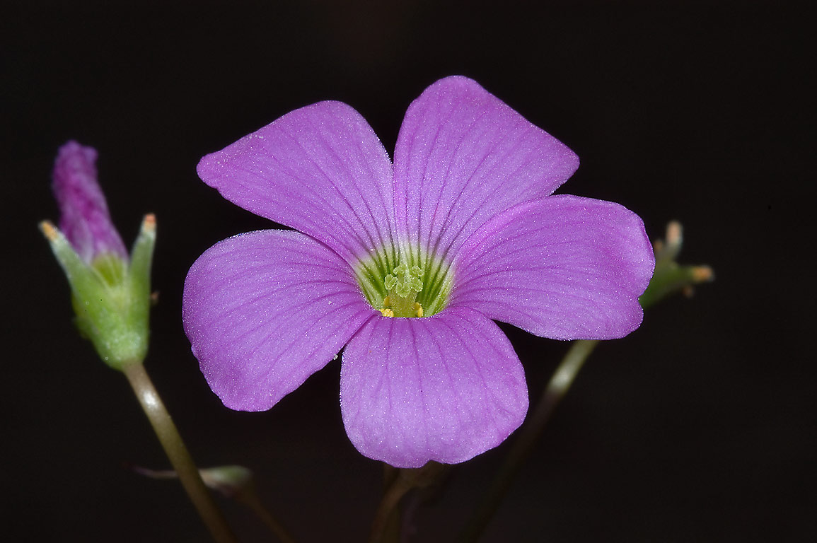 Wood Violet