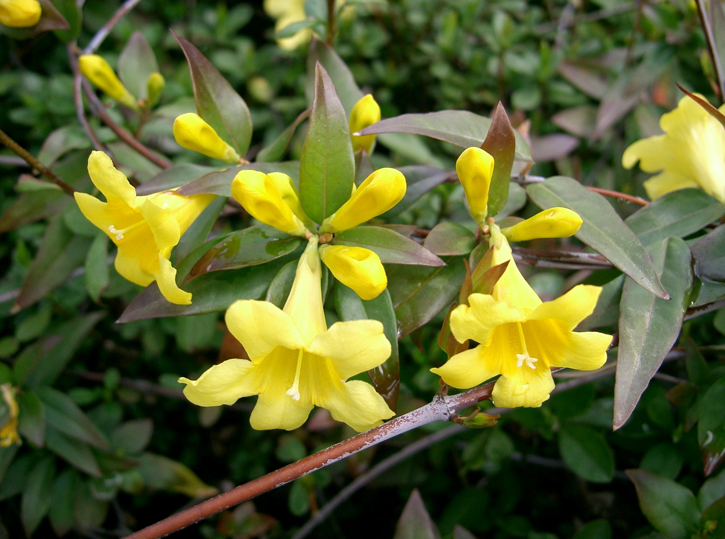 Yellow Jessamine