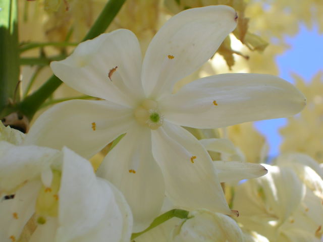 Yucca Flower